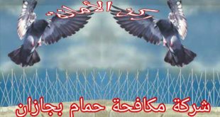 شركة مكافحة حمام بجازان