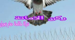 شركة مكافحة حمام بنجران